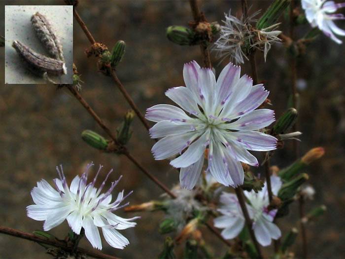 Stephanomeria diegensis (San Diego Wirelettuce) (alternate view 7)