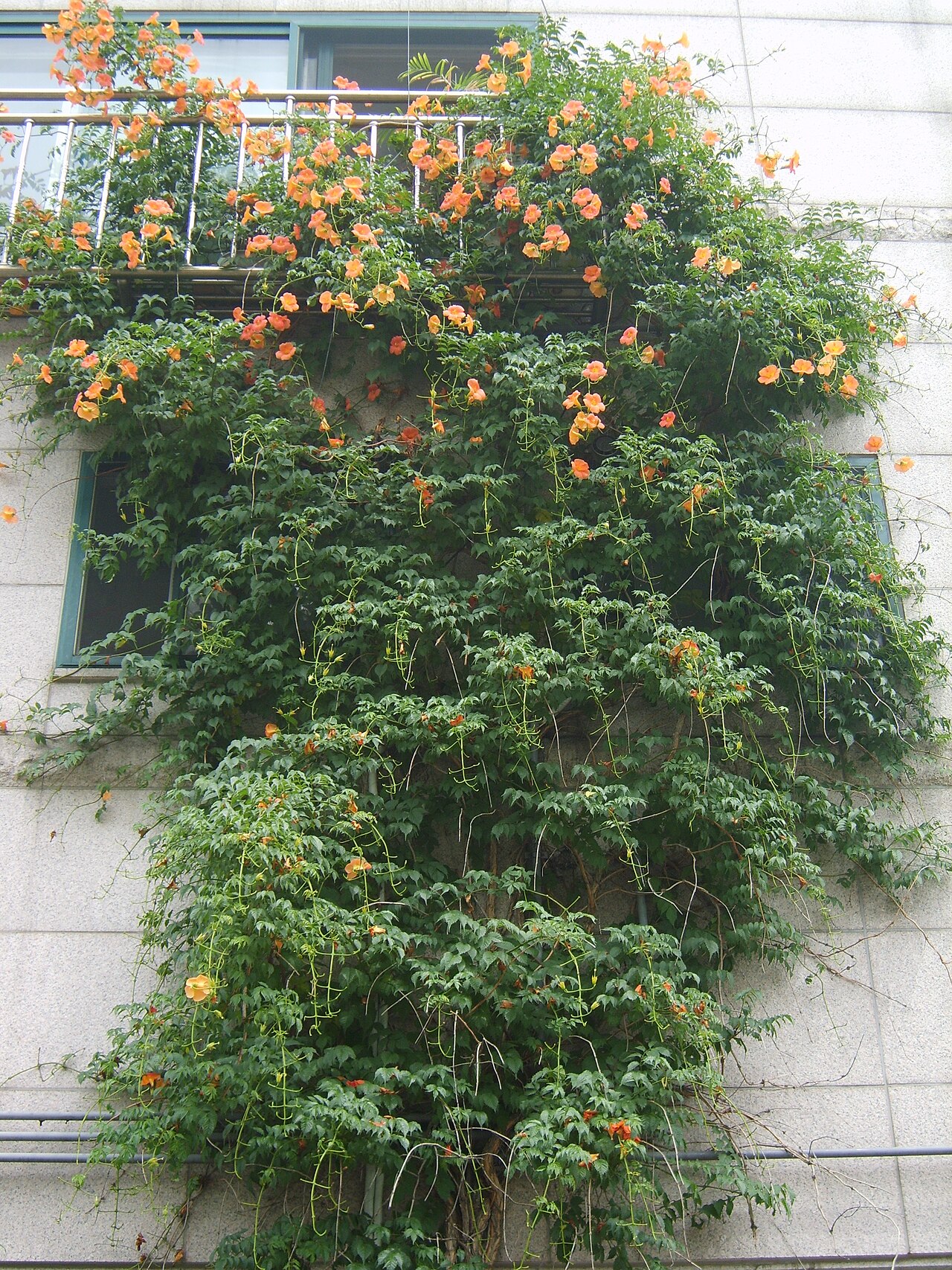 Campsis grandiflora, Chinese trumpet creeper — climbing deciduous (Bignoniaceae) (image 8 of 10)