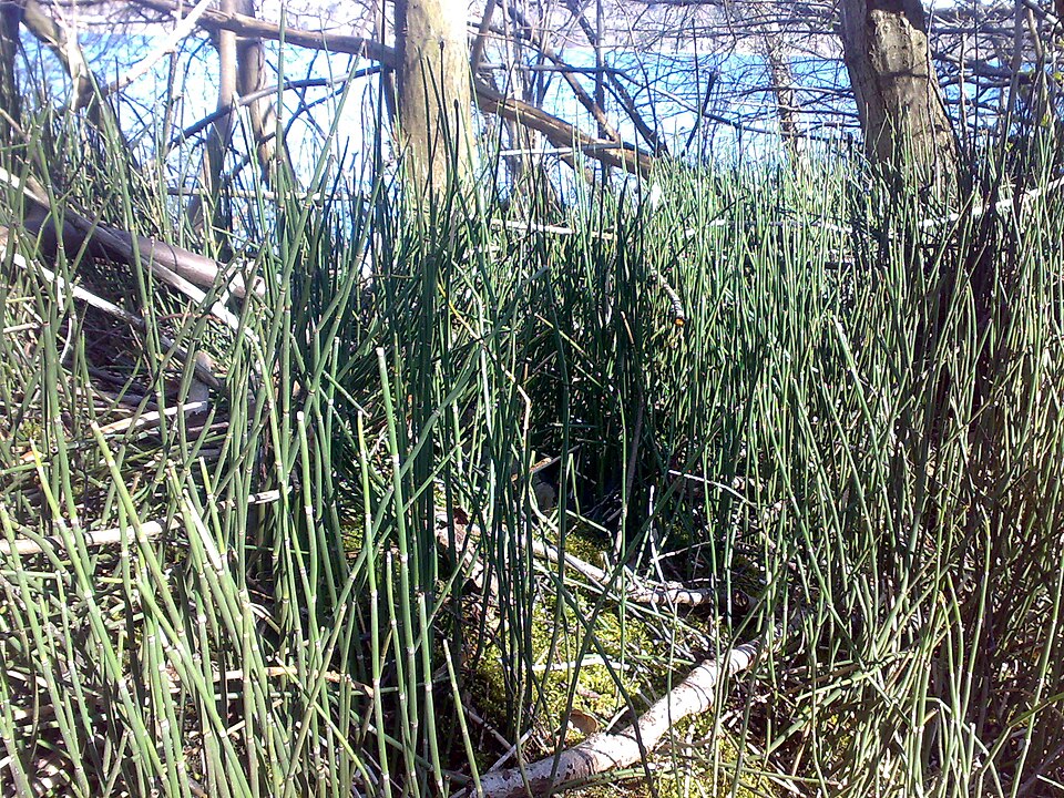 Equisetum hyemale (scouring rush) (alternate view 6)