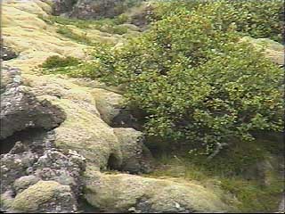 Racomitrium lanuginosum (Woolly Fringe-moss)