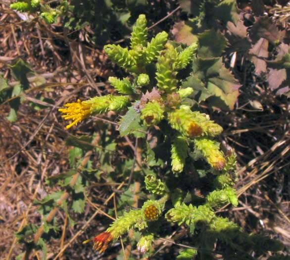Hazardia squarrosa (saw-toothed goldenbush) (alternate view 6)