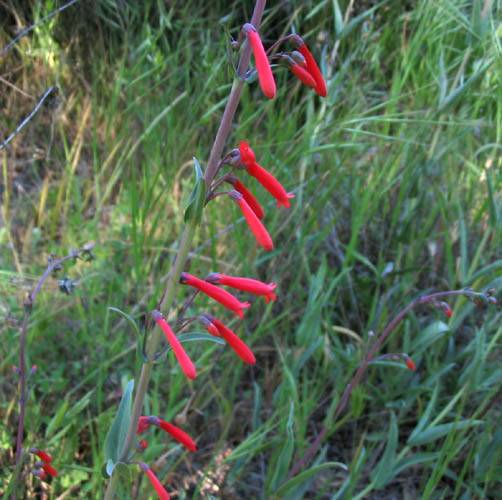 Penstemon centranthifolius (scarlet bugler) (alternate view 6)