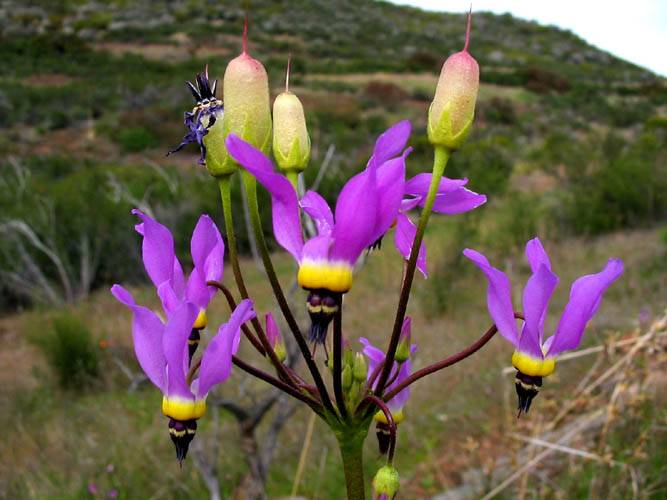 Primula clevelandii (Padre's Shooting Star) (alternate view 9)