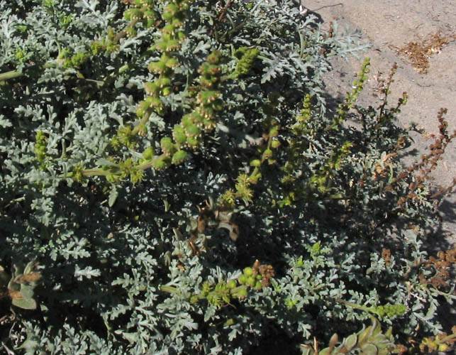 Ambrosia chamissonis (silver beachweed) (alternate view 7)