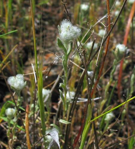 Micropus californicus (Q-tips) (alternate view 6)