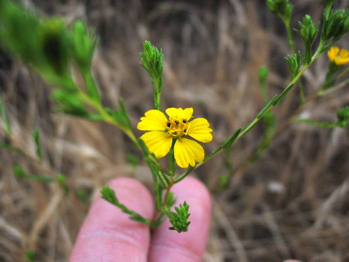Deinandra fasciculata (Clustered Tarweed) (alternate view 2)