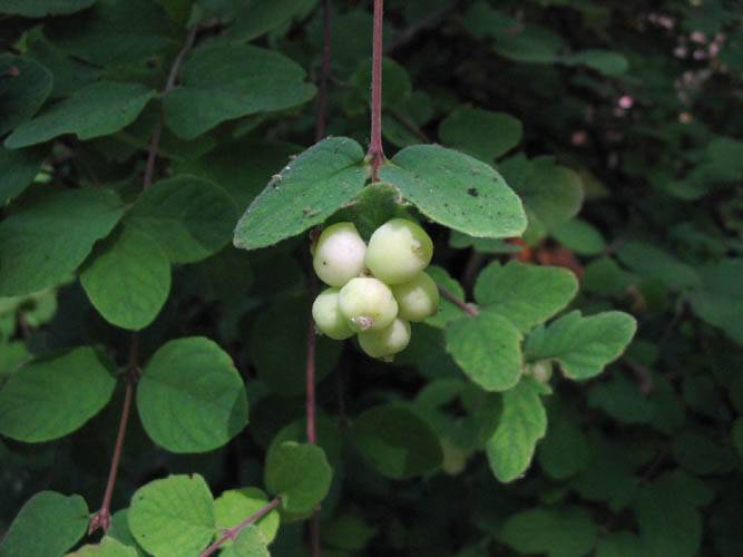Symphoricarpos mollis (Creeping Snowberry) (alternate view 6)