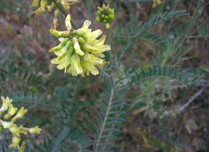 Astragalus trichopodus (Santa Barbara Milkvetch) (alternate view 7)