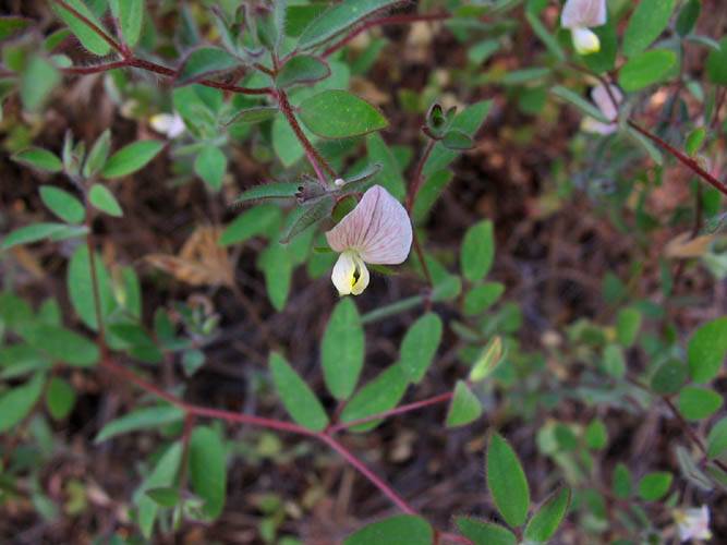 Acmispon americanus (Spanish clover) (alternate view 6)