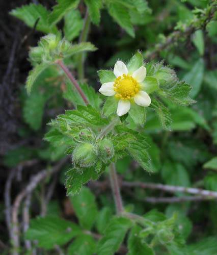 Drymocallis glandulosa (Sticky Cinquefoil) (alternate view 6)