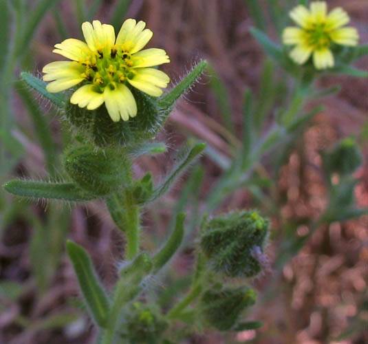 Madia gracilis (grassy tarweed) (alternate view 6)