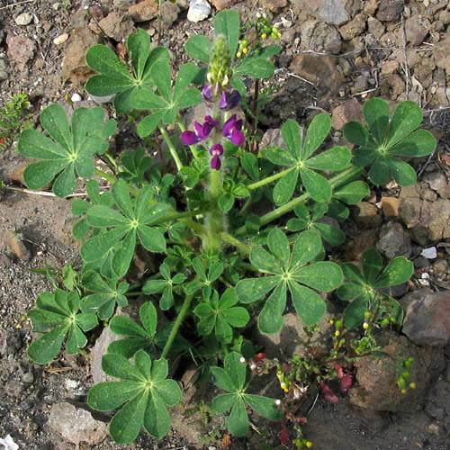 Lupinus hirsutissimus (Stinging Lupine) (alternate view 6)