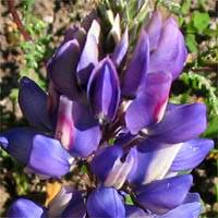 Lupinus succulentus (arroyo lupine) (alternate view 6)