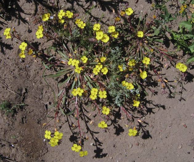 Camissoniopsis bistorta (California sun cup) (alternate view 6)