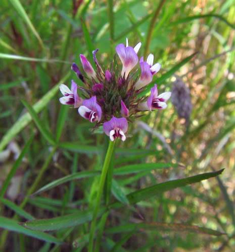 Trifolium willdenovii (tomcat clover) (alternate view 6)