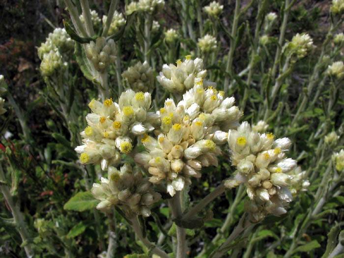 Pseudognaphalium biolettii (two-color rabbit tobacco)