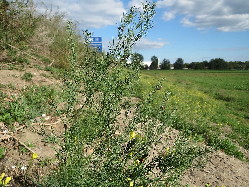 Asparagus officinalis (wild asparagus)