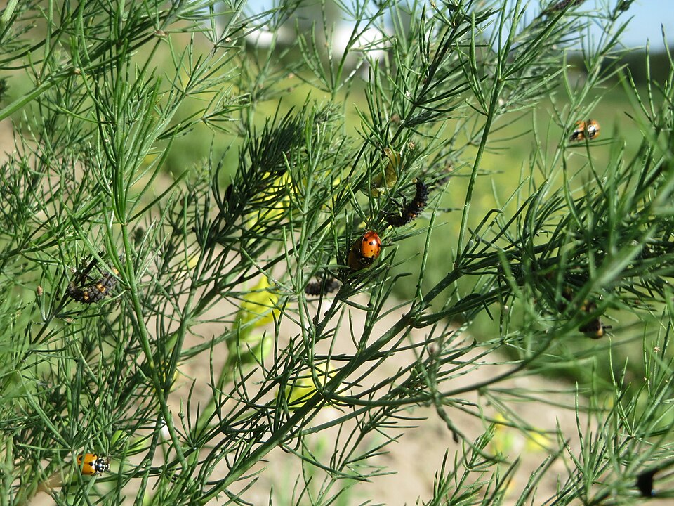 Asparagus officinalis (wild asparagus)