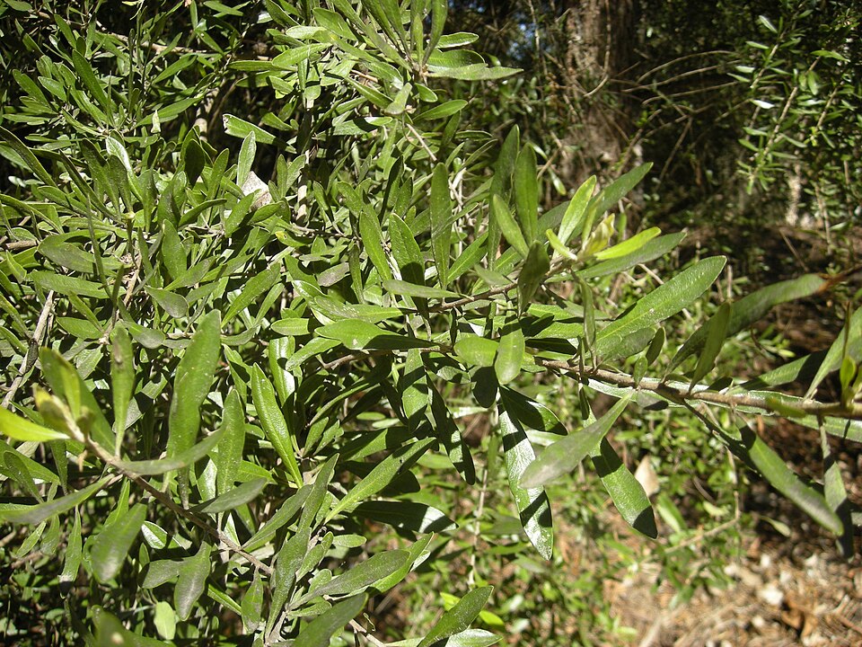 Bursaria spinosa (Australian Blackthorn) (alternate view 2)