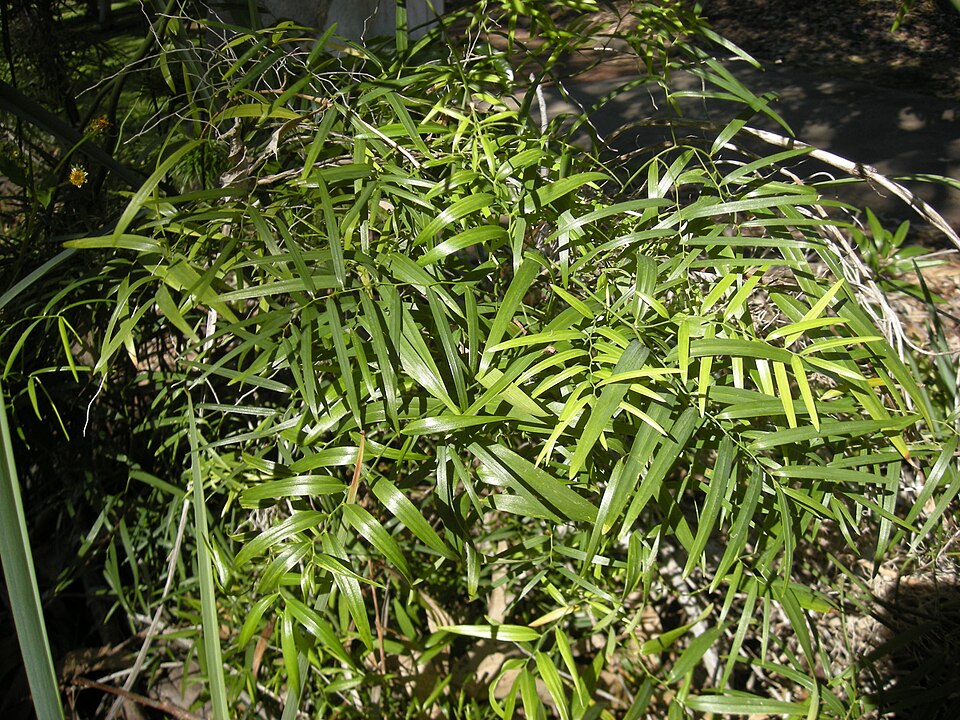 Eustrephus latifolius (Wombat Berry)
