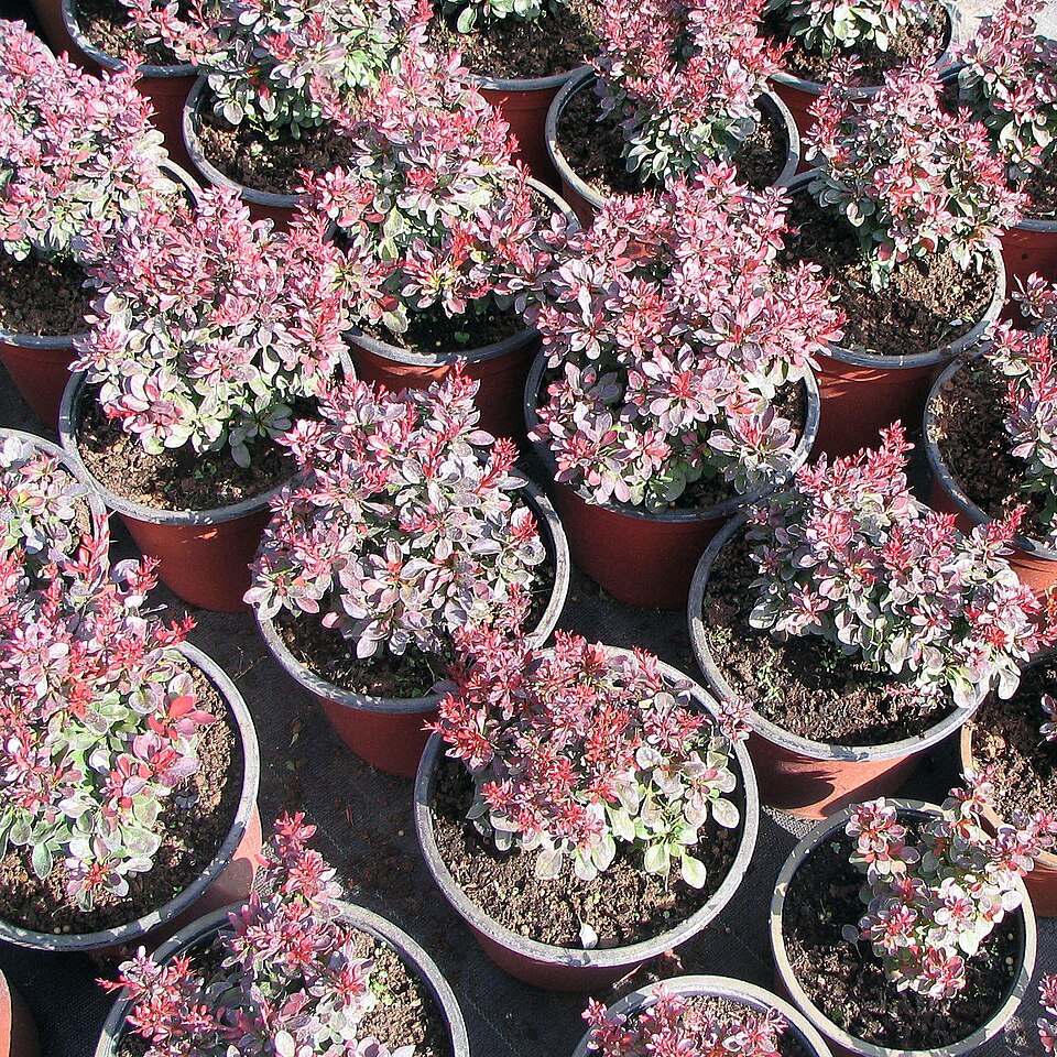 Berberis thunbergii f. 'Bagatelle' (Bagatelle Barberry)
