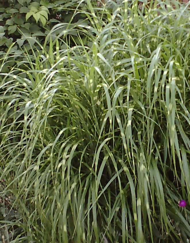 Miscanthus sinensis 'Zebrinus' (Zebra Grass) (alternate view 3)