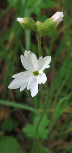 Lithophragma affine (San Francisco woodland-star) (alternate view 6)