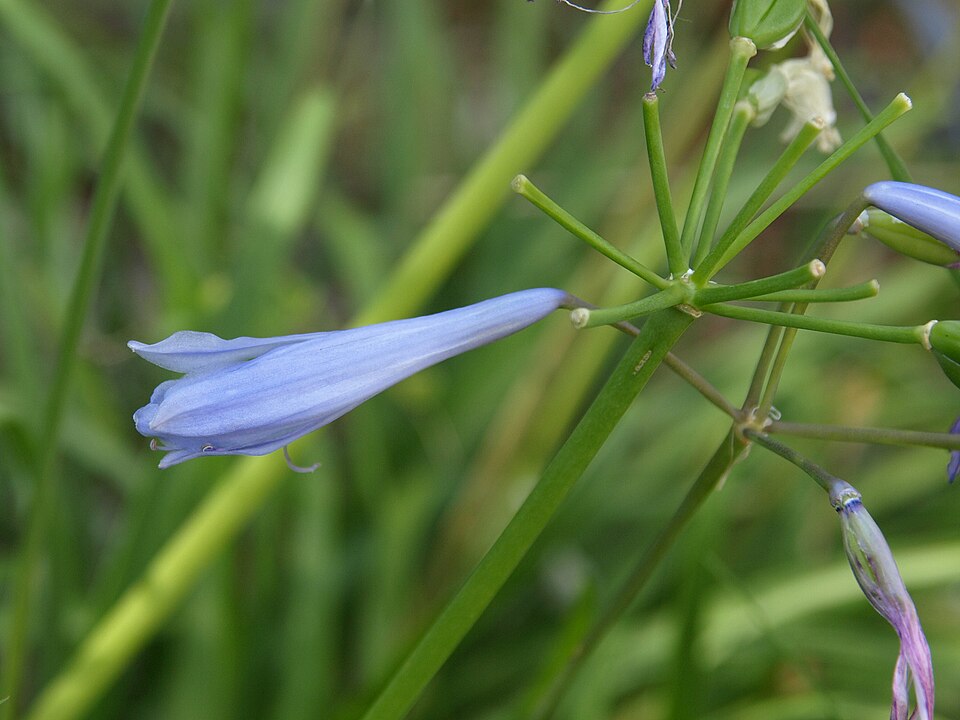 Agapanthus praecox (blue lily)