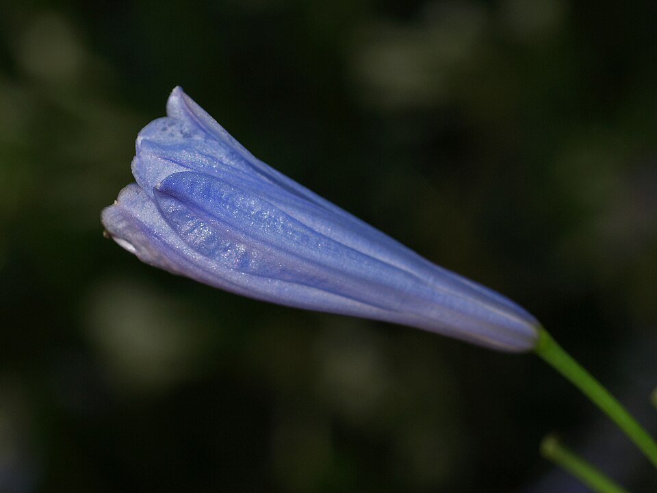 Agapanthus praecox (blue lily)