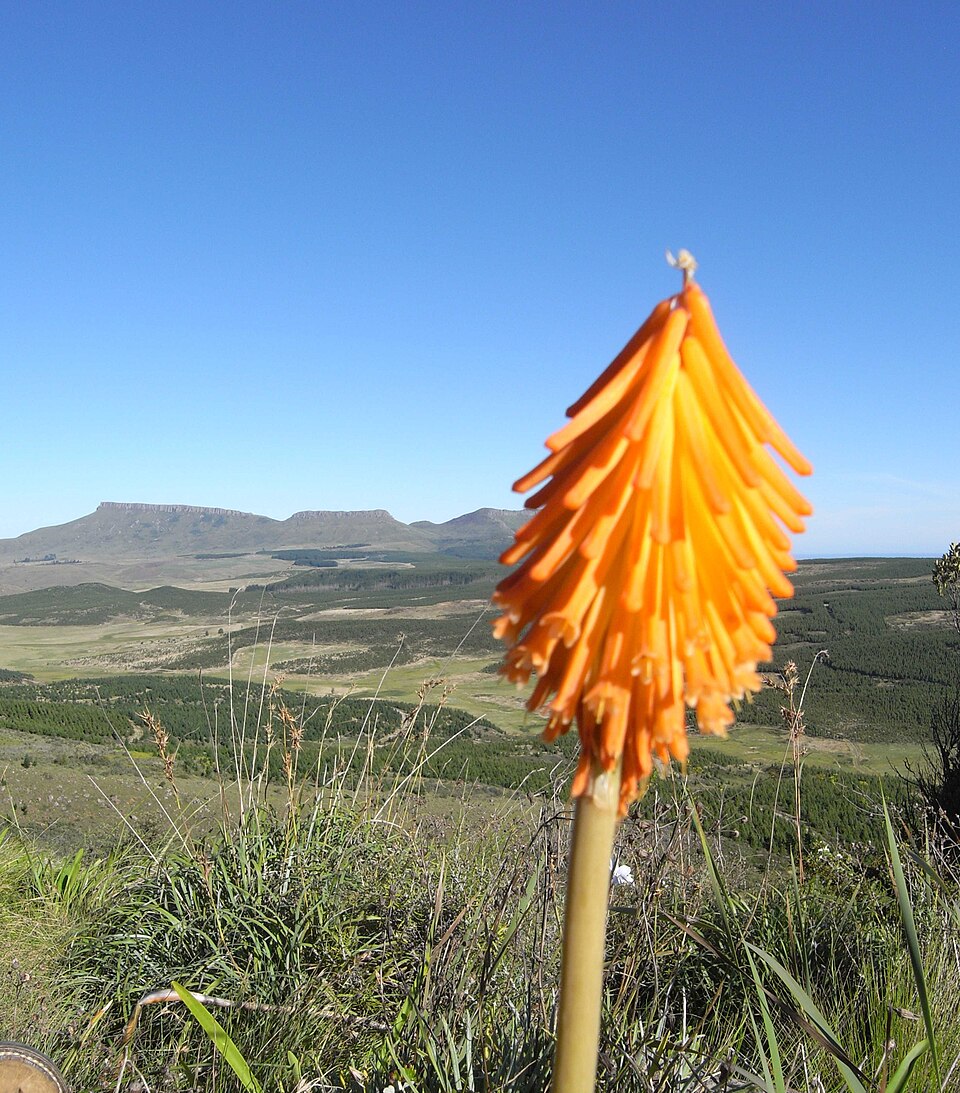 Kniphofia uvaria (Red Hot Poker) (alternate view 6)
