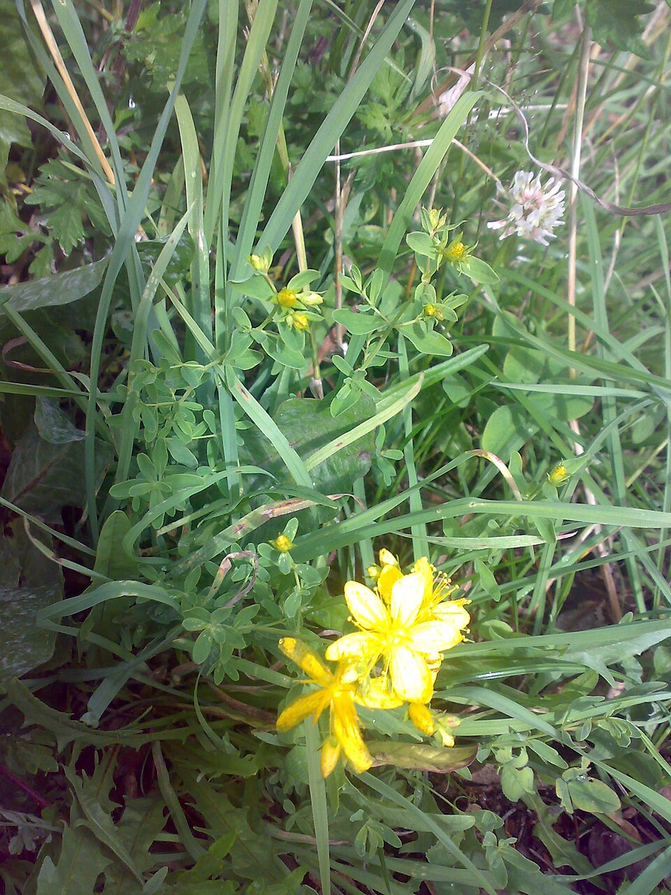 Hypericum tetrapterum (Square Stemmed Saint John's Wort)