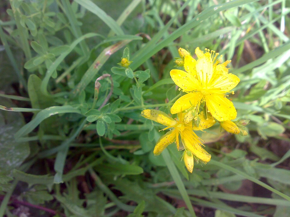 Hypericum tetrapterum (Square Stemmed Saint John's Wort)
