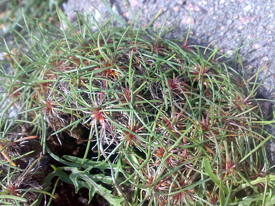 Armeria maritima (sea thift) (alternate view 6)