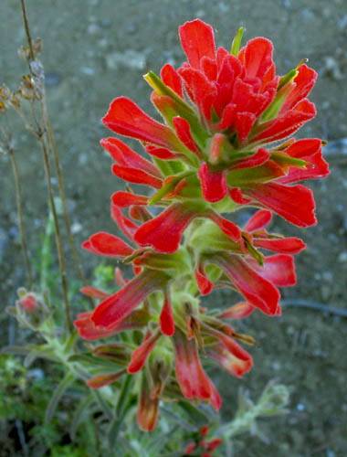 Castilleja foliolosa (woolly paintbrush) (alternate view 7)