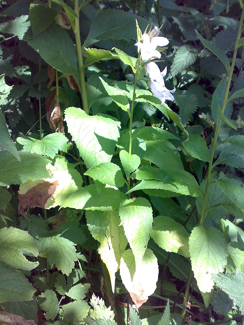 Campanula latifolia (Giant Bellflower)