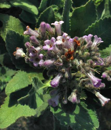 Eriodictyon crassifolium (Thick-leaved Yerba Santa) (alternate view 6)