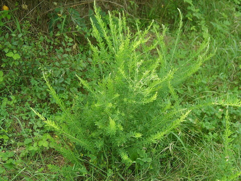 Lespedeza cuneata (Chinese bushclover)