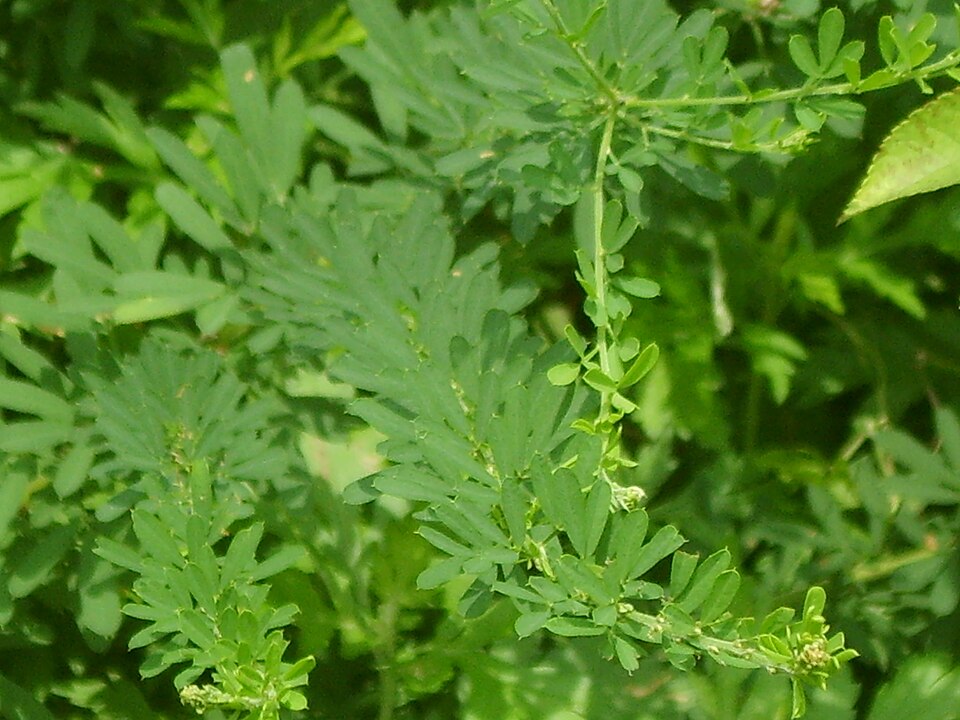 Lespedeza cuneata (Chinese bushclover)