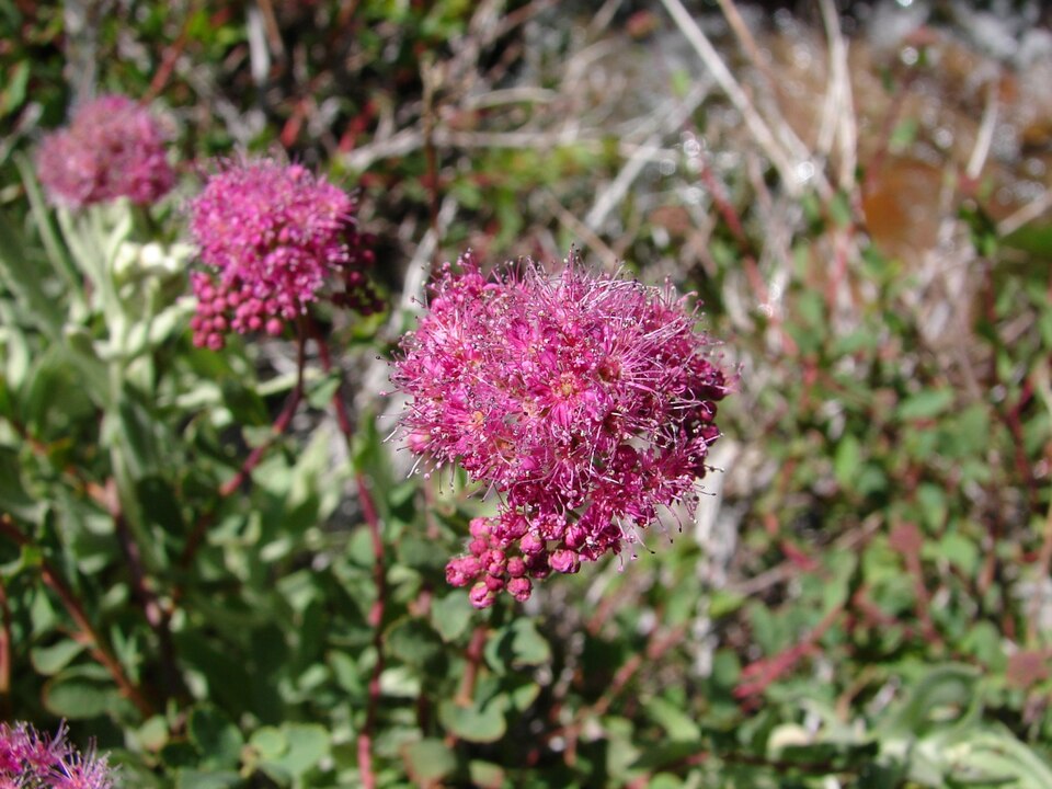 Spiraea splendens (Subalpine Spiraea) (alternate view 9)