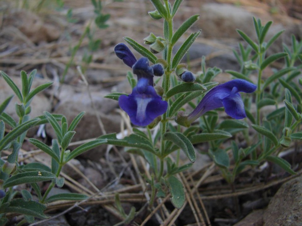 Scutellaria nana (alternate view 6)