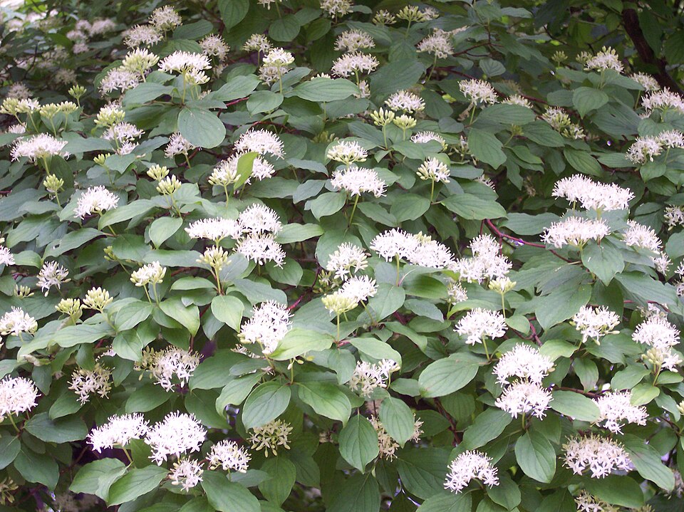 Cornus sanguinea (alternate view 8)