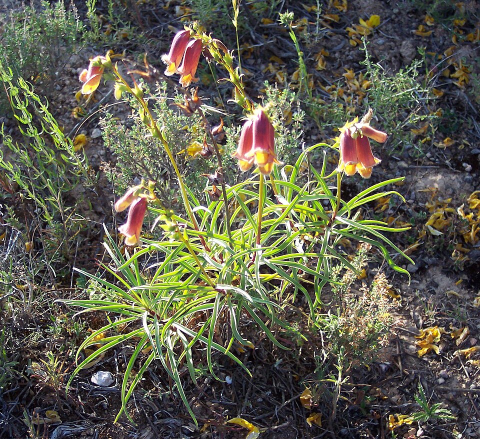 Digitalis obscura (Sunset Foxglove) (alternate view 7)