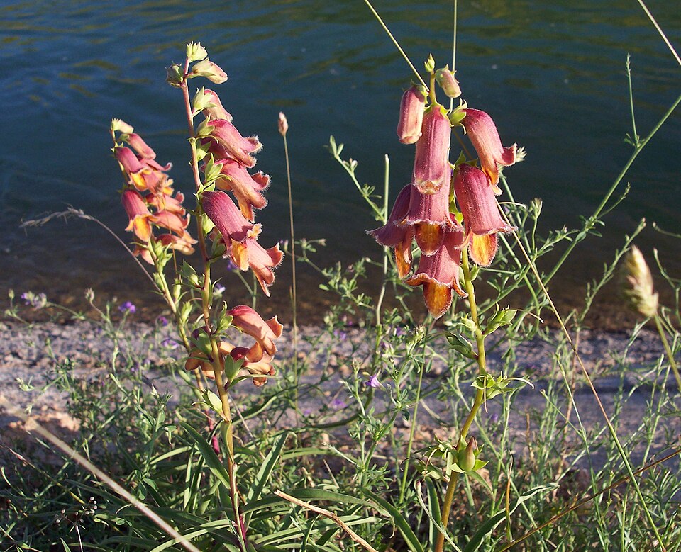 Digitalis obscura (Sunset Foxglove) (alternate view 8)