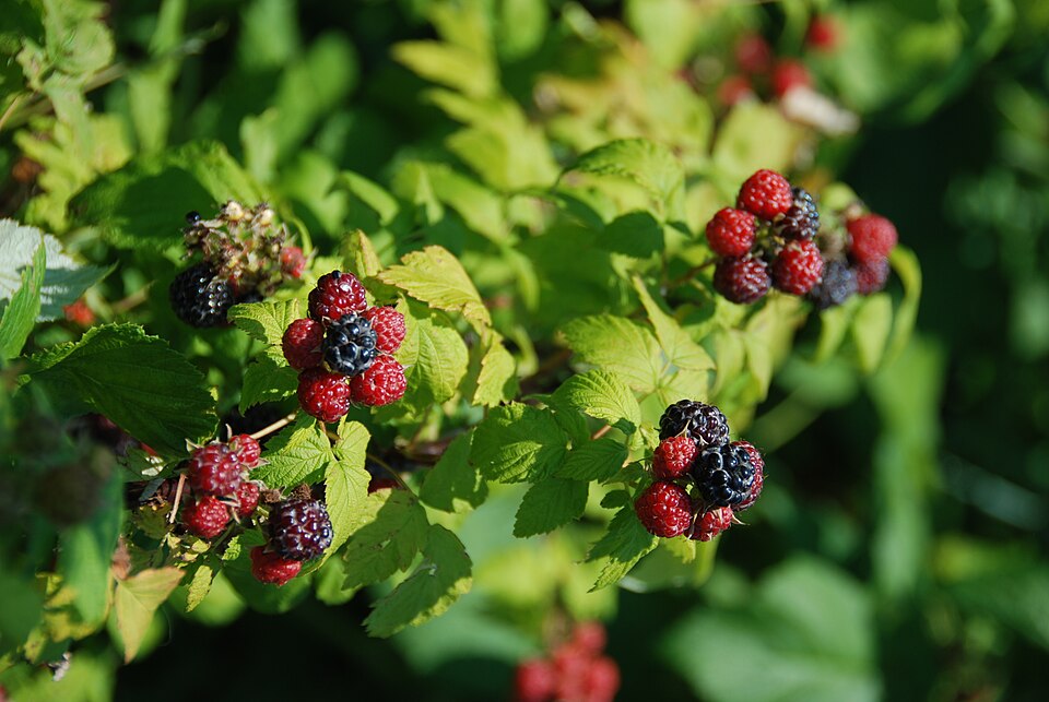 Rubus occidentalis (black raspberry)