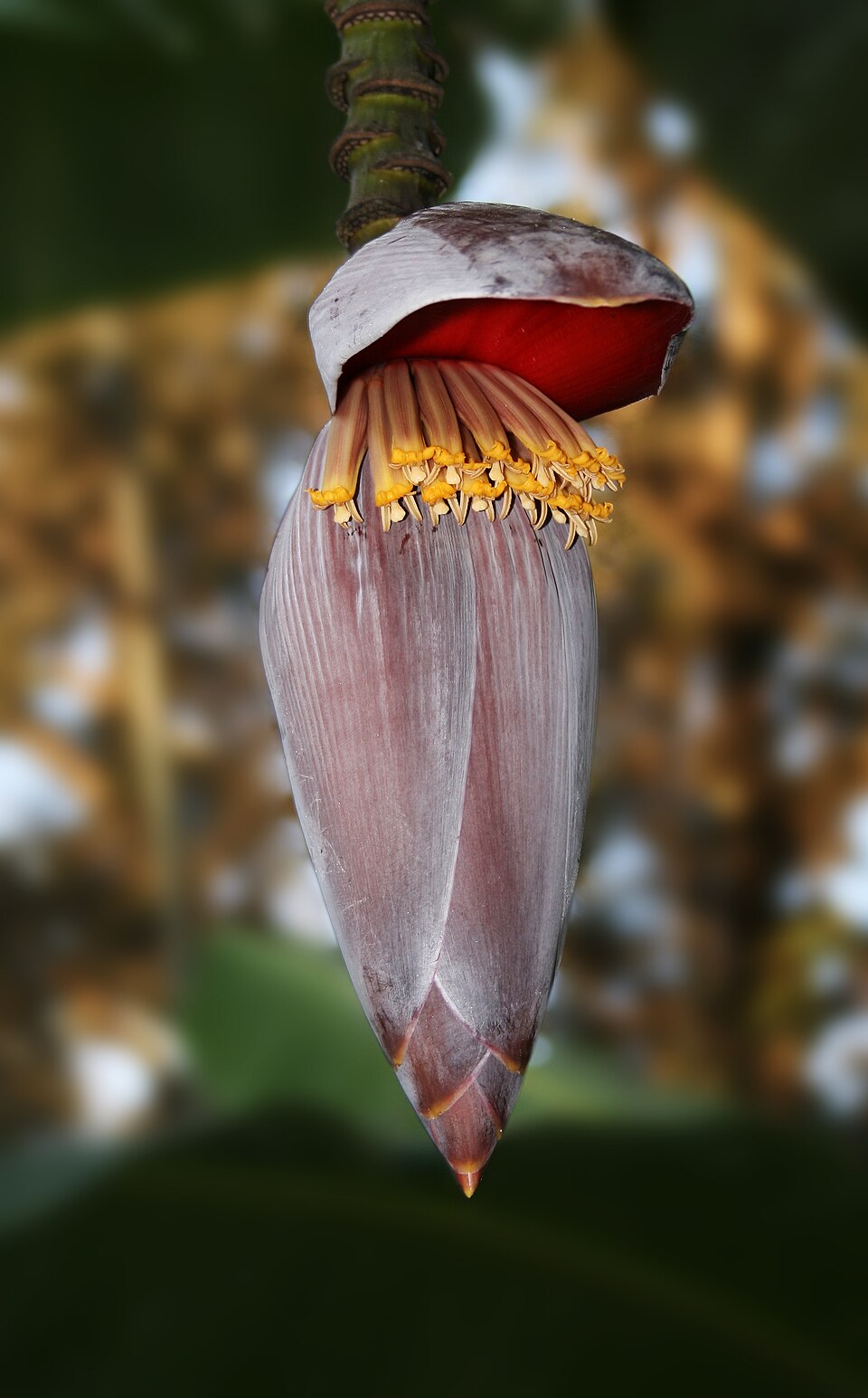 Musa × paradisiaca (Plantain) (alternate view 8)