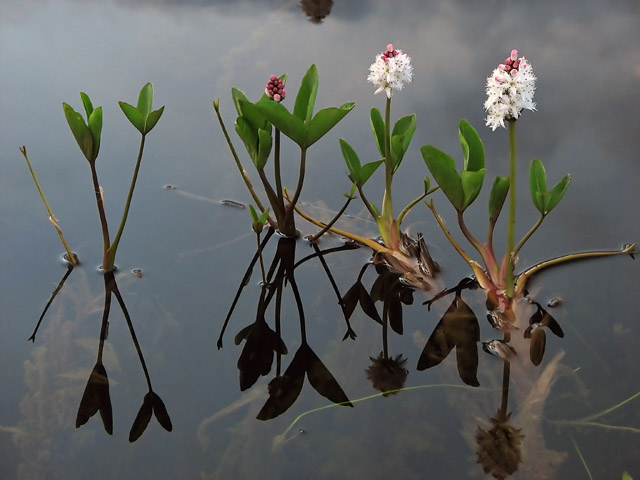 Menyanthes trifoliata (Bogbean)