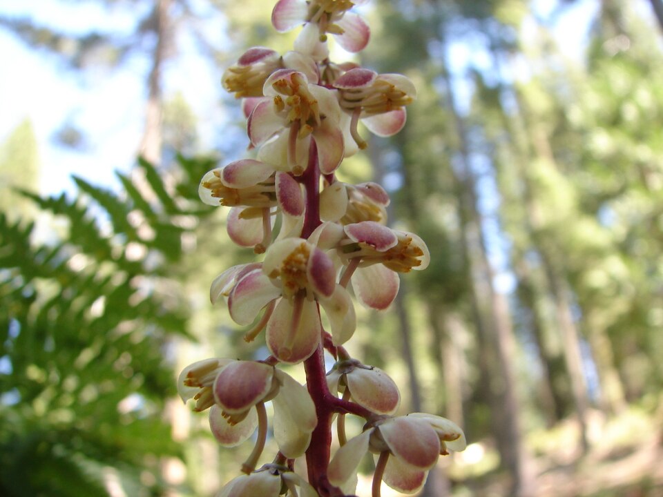 Pyrola picta (white-veined wintergreen) (alternate view 9)