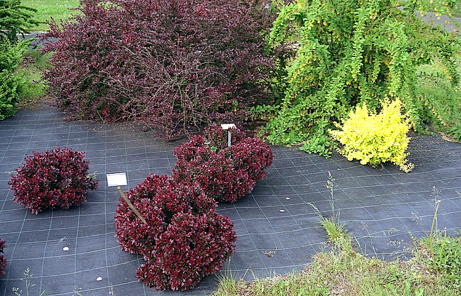 Berberis thunbergii 'Aurea' (golden Japanese barberry) (alternate view 3)