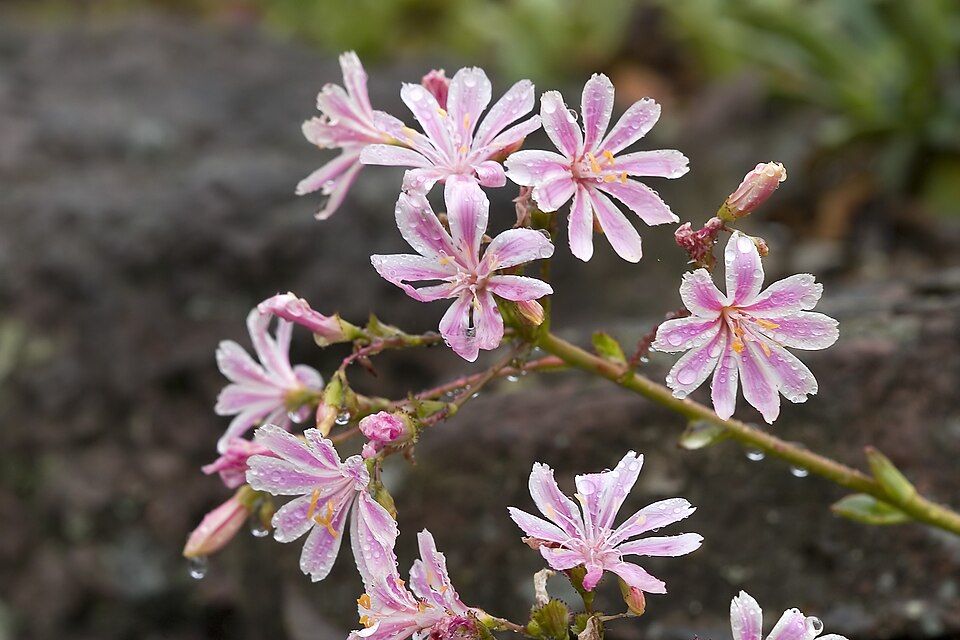 Lewisia cotyledon (lewisia) (alternate view 10)