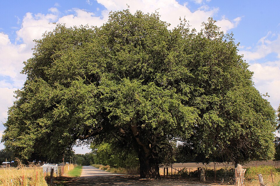 Quercus fusiformis (Texas live oak) (alternate view 4)